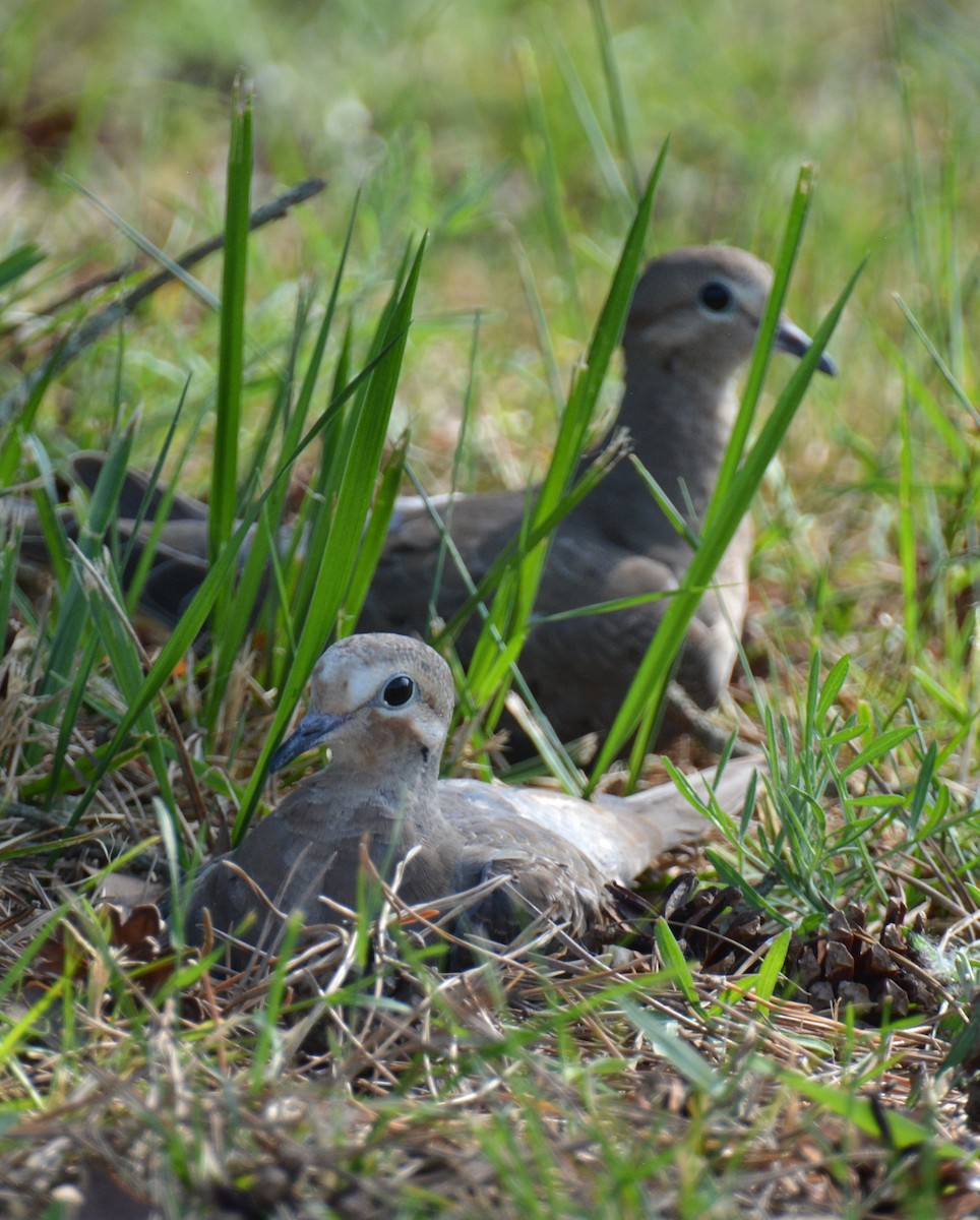 Mourning Dove - ML620560383