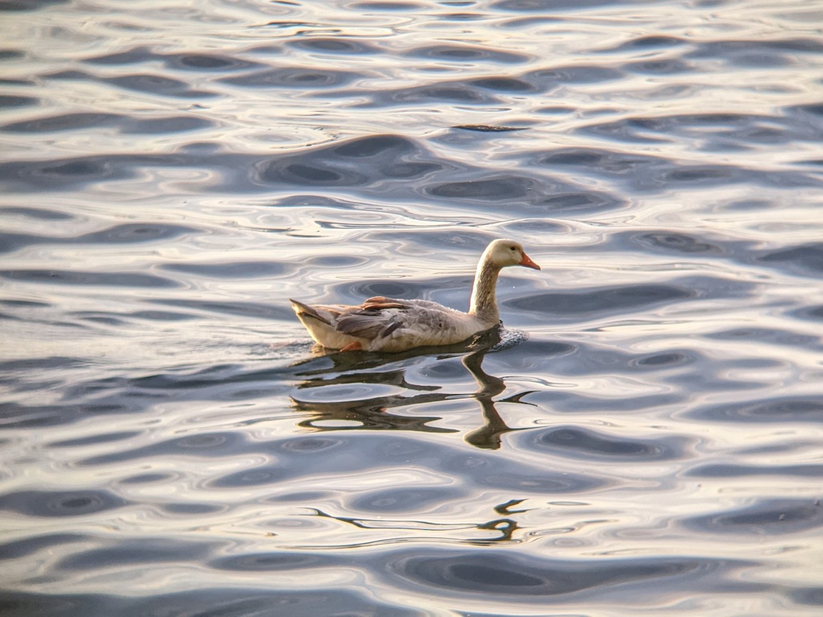 Domestic goose sp. (Domestic type) - ML620560385