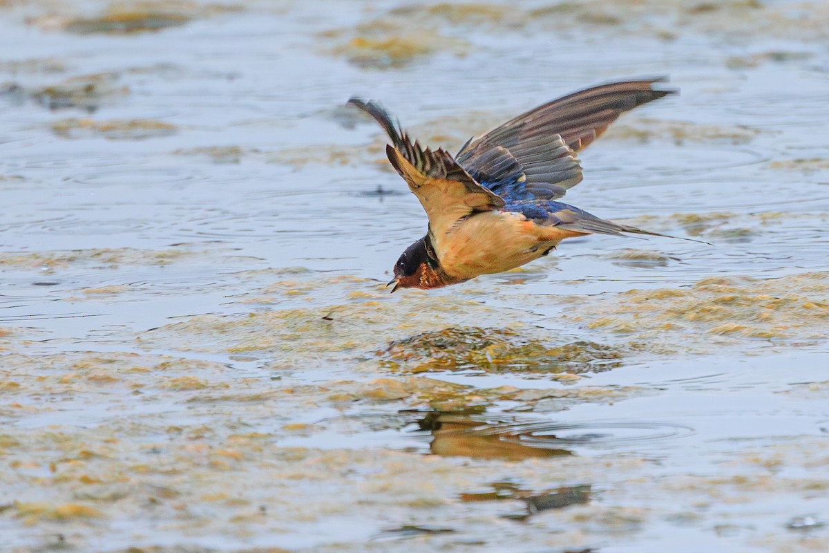 låvesvale (erythrogaster) - ML620560386