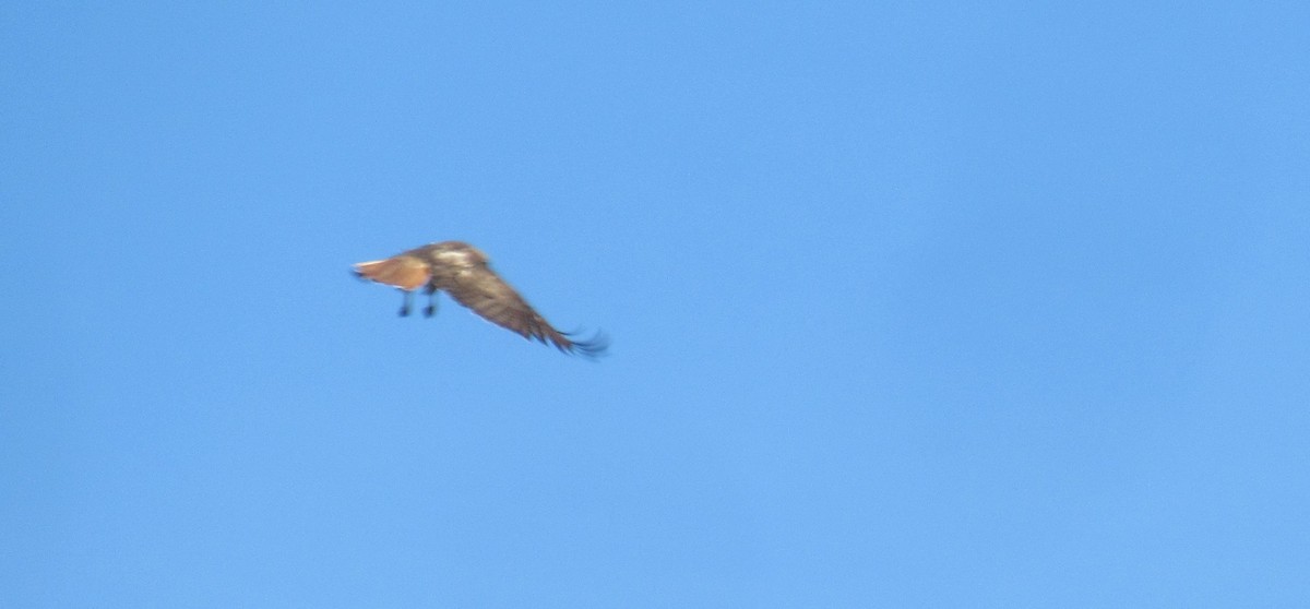 Red-tailed Hawk - Anonymous