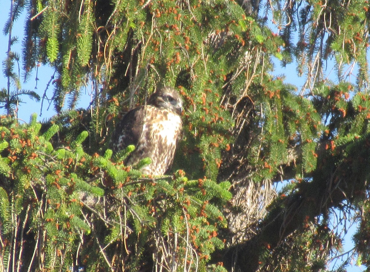 Red-tailed Hawk - ML620560392