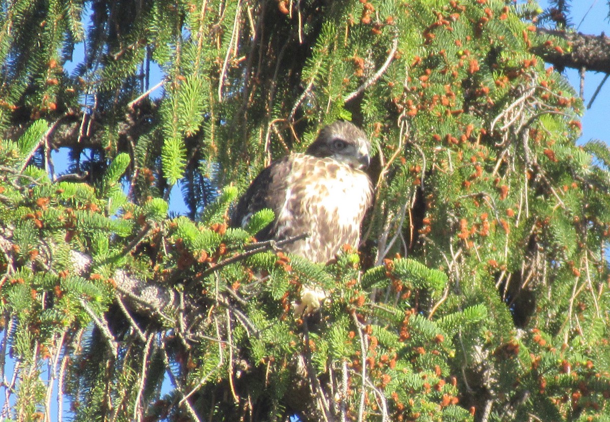 Red-tailed Hawk - ML620560393