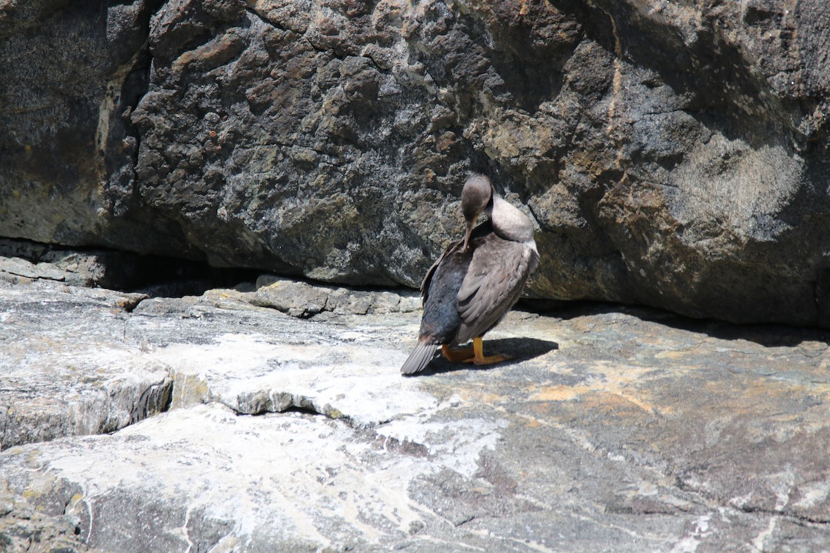 Spotted Shag - ML620560401