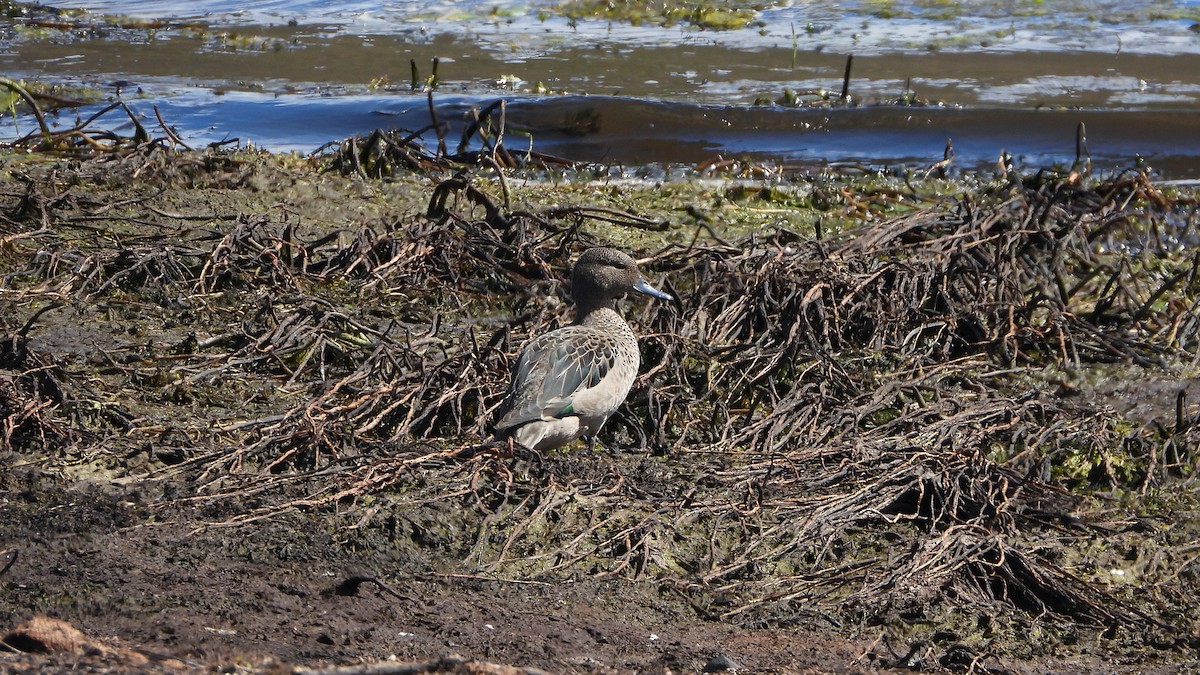 Andean Teal - ML620560403