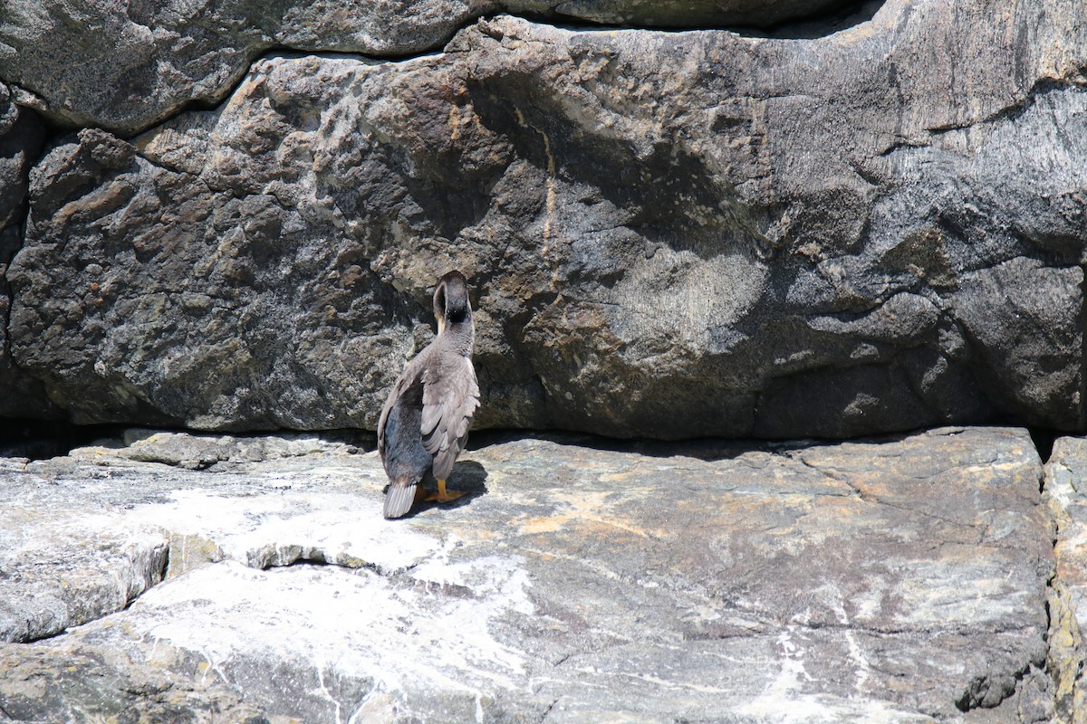 Spotted Shag - ML620560406