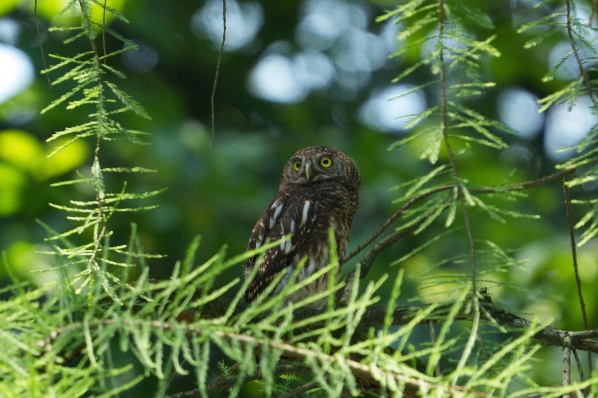 Asian Barred Owlet - ML620560407