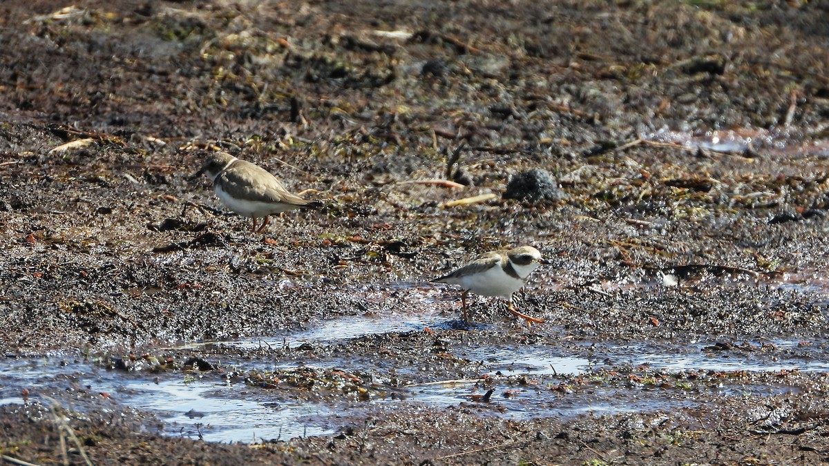 Semipalmated Plover - ML620560408
