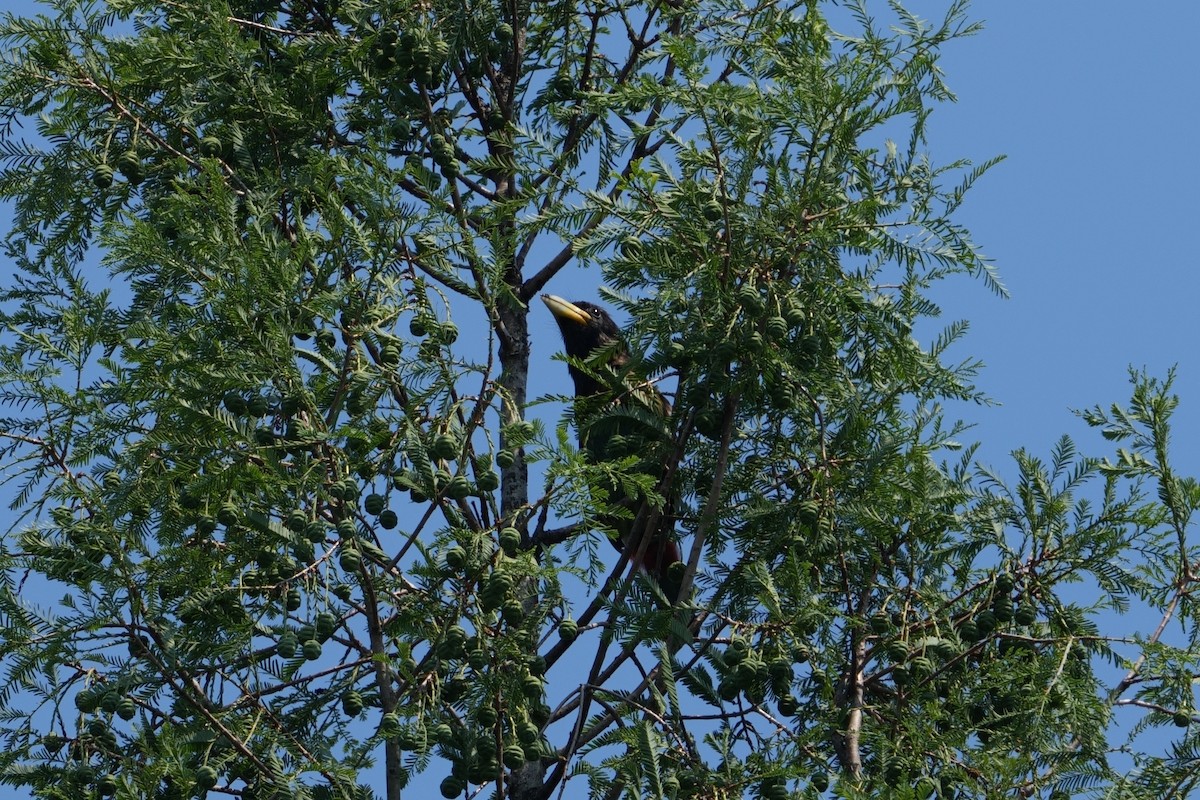 Great Barbet - ML620560409