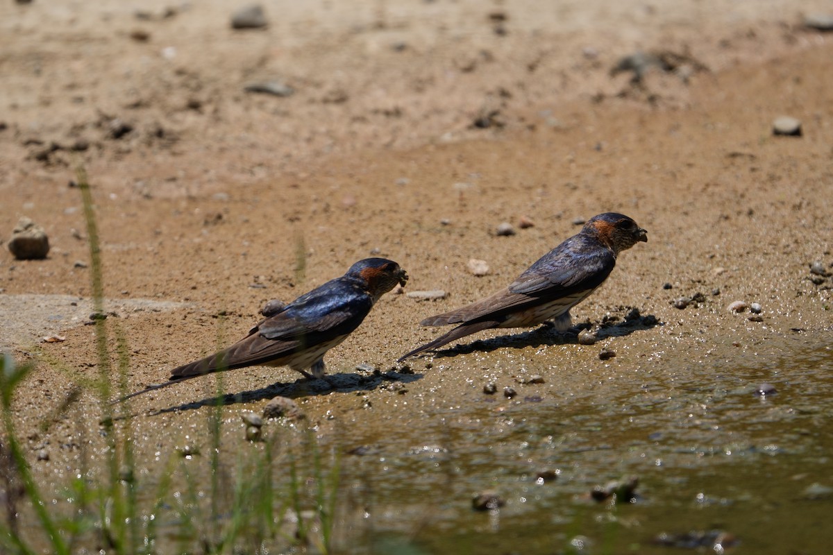 Red-rumped Swallow - ML620560412
