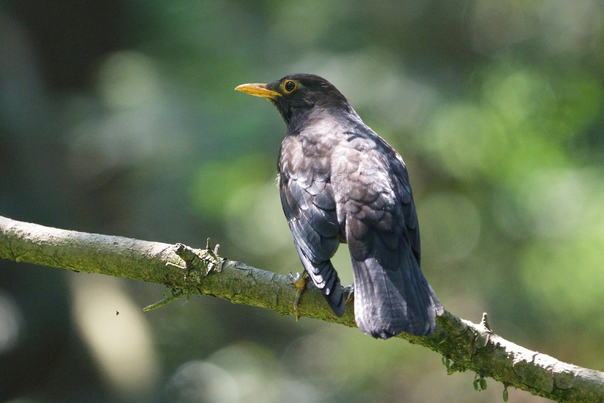 Chinese Blackbird - ML620560416