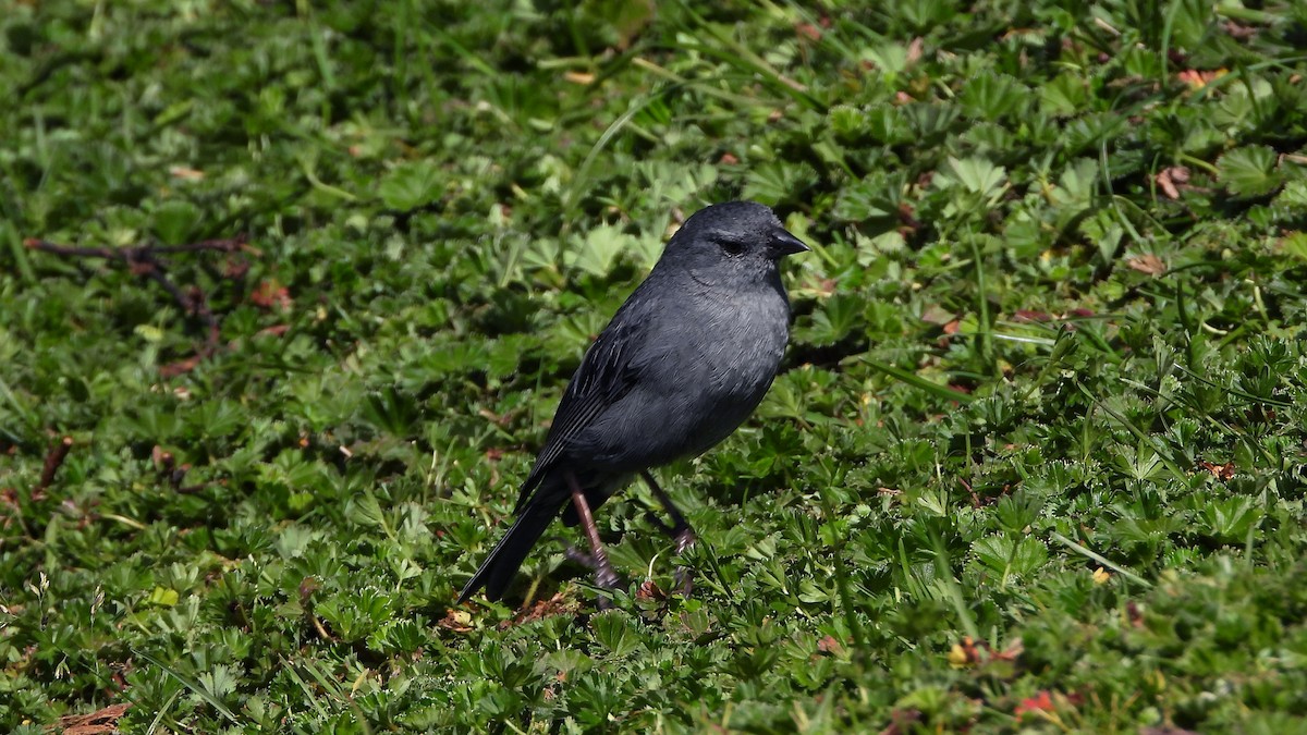 Plumbeous Sierra Finch - ML620560418