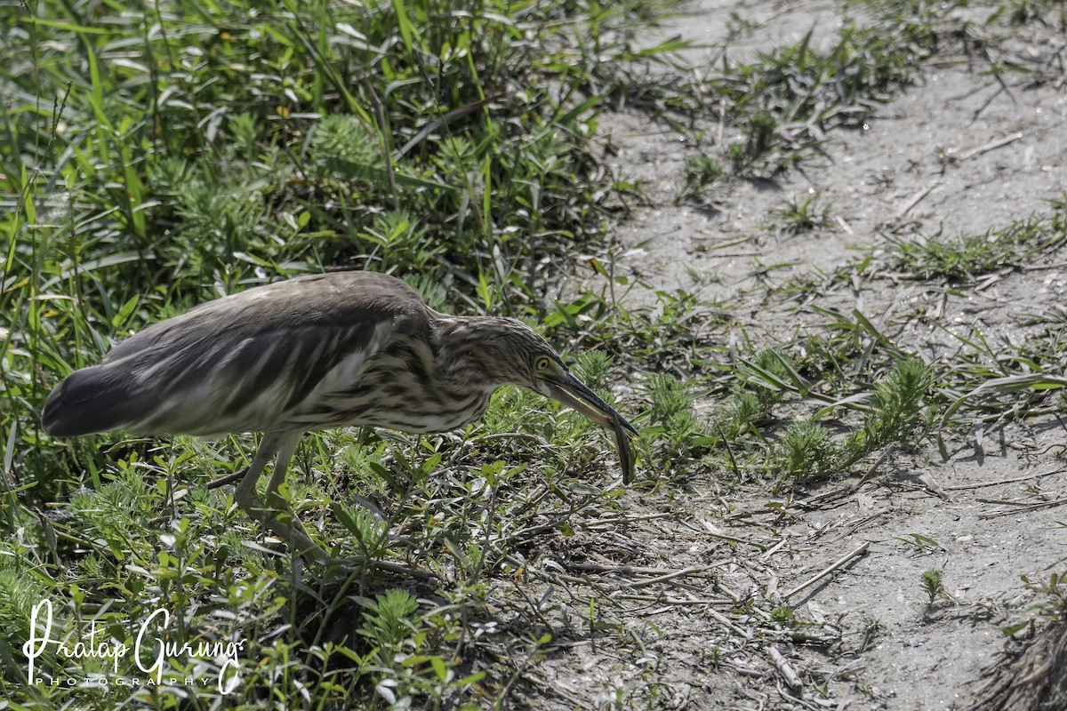 Indian Pond-Heron - ML620560420