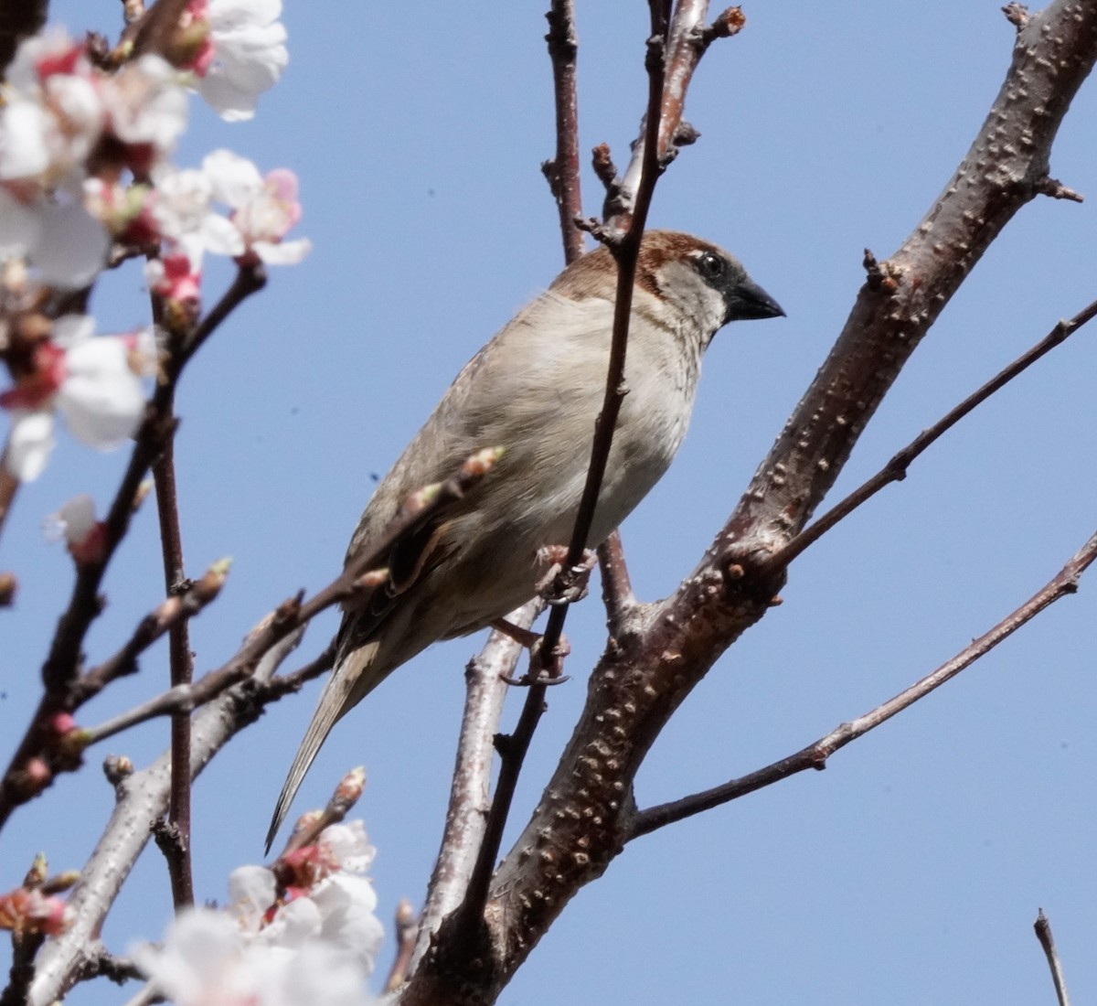 Eurasian Tree Sparrow - ML620560421