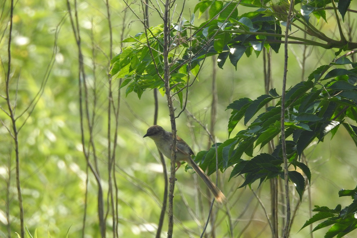 Prinia Estriada - ML620560425