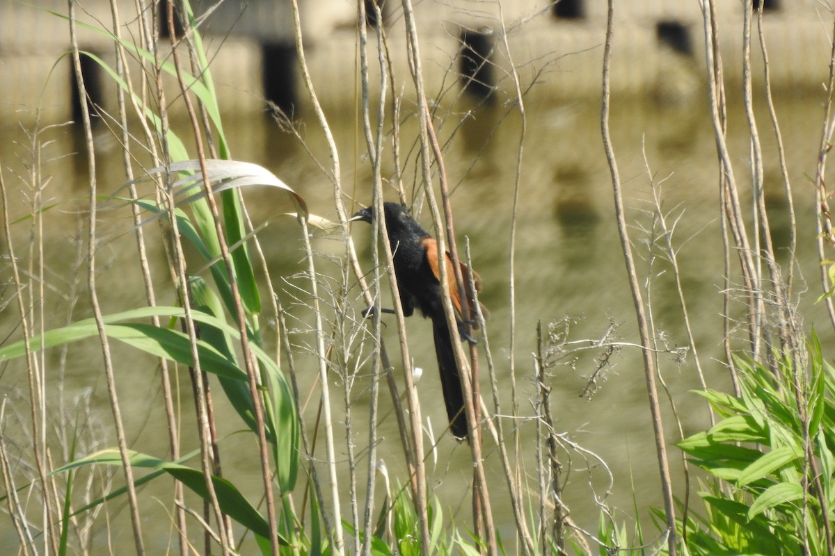 Lesser Coucal - ML620560431