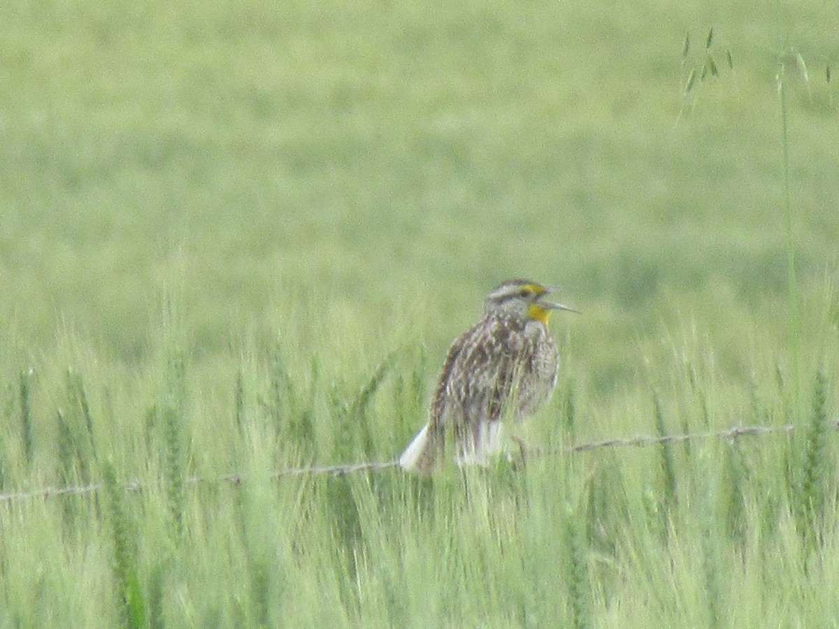 Western Meadowlark - ML620560436