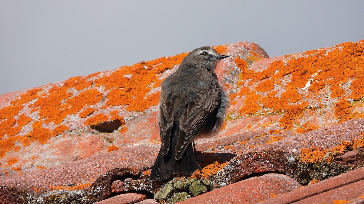 Dormilona Gris - ML620560437