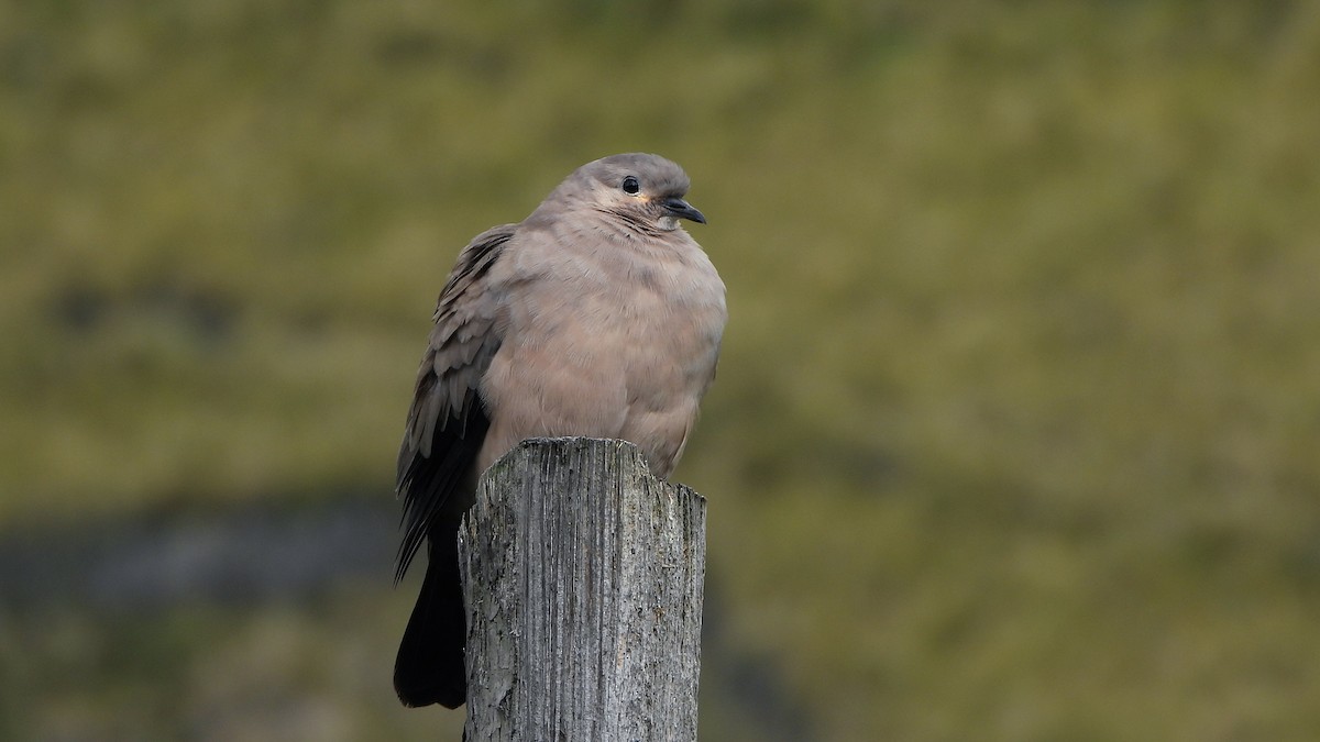 Black-winged Ground Dove - ML620560441