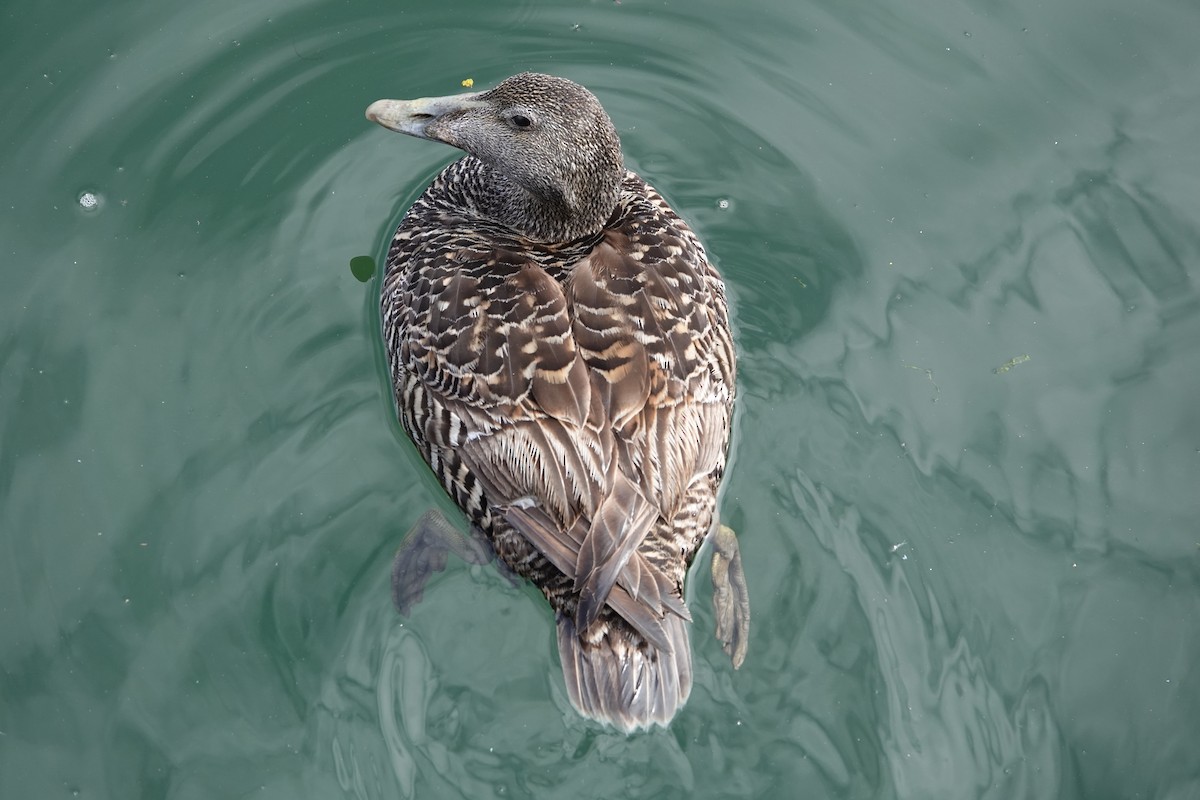 Common Eider - ML620560443