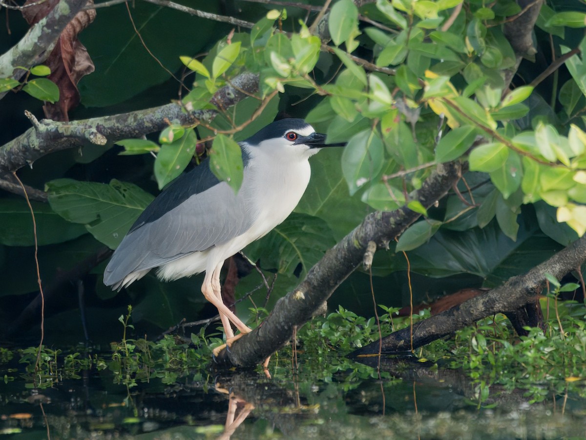 Black-crowned Night Heron - ML620560455