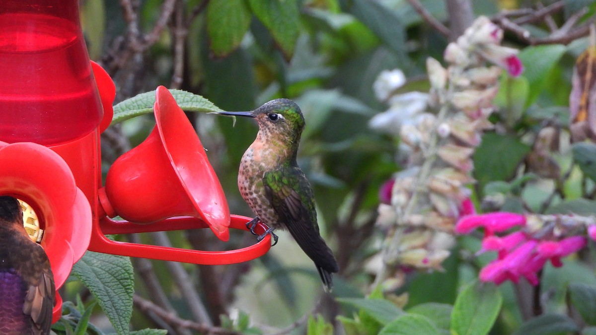 Buff-tailed Coronet - ML620560456