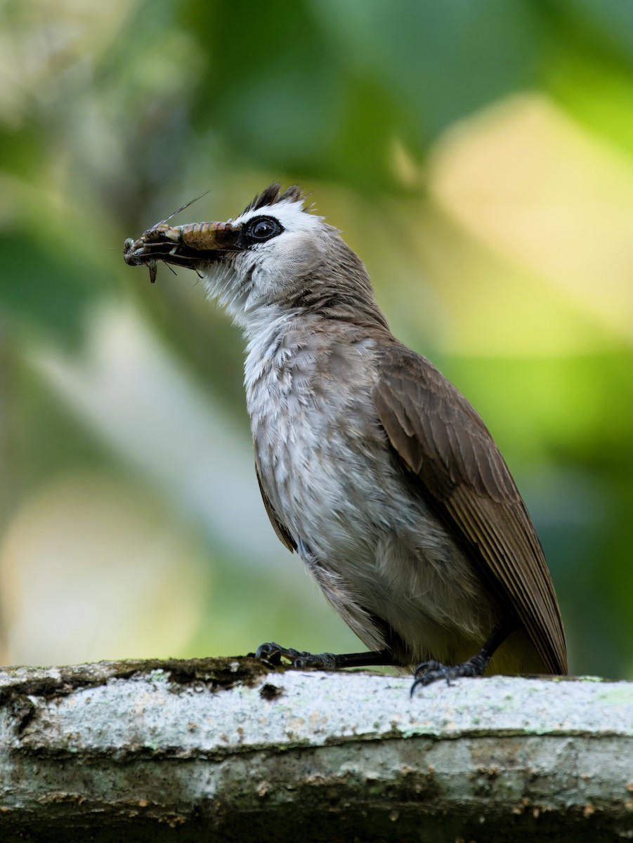 Yellow-vented Bulbul - ML620560469