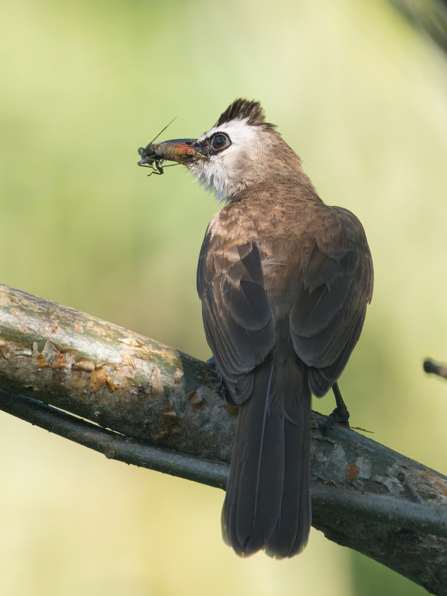 Yellow-vented Bulbul - Evelyn Lee