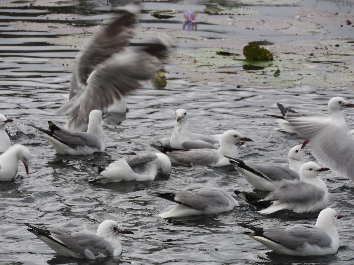 Hartlaub's Gull - ML620560471