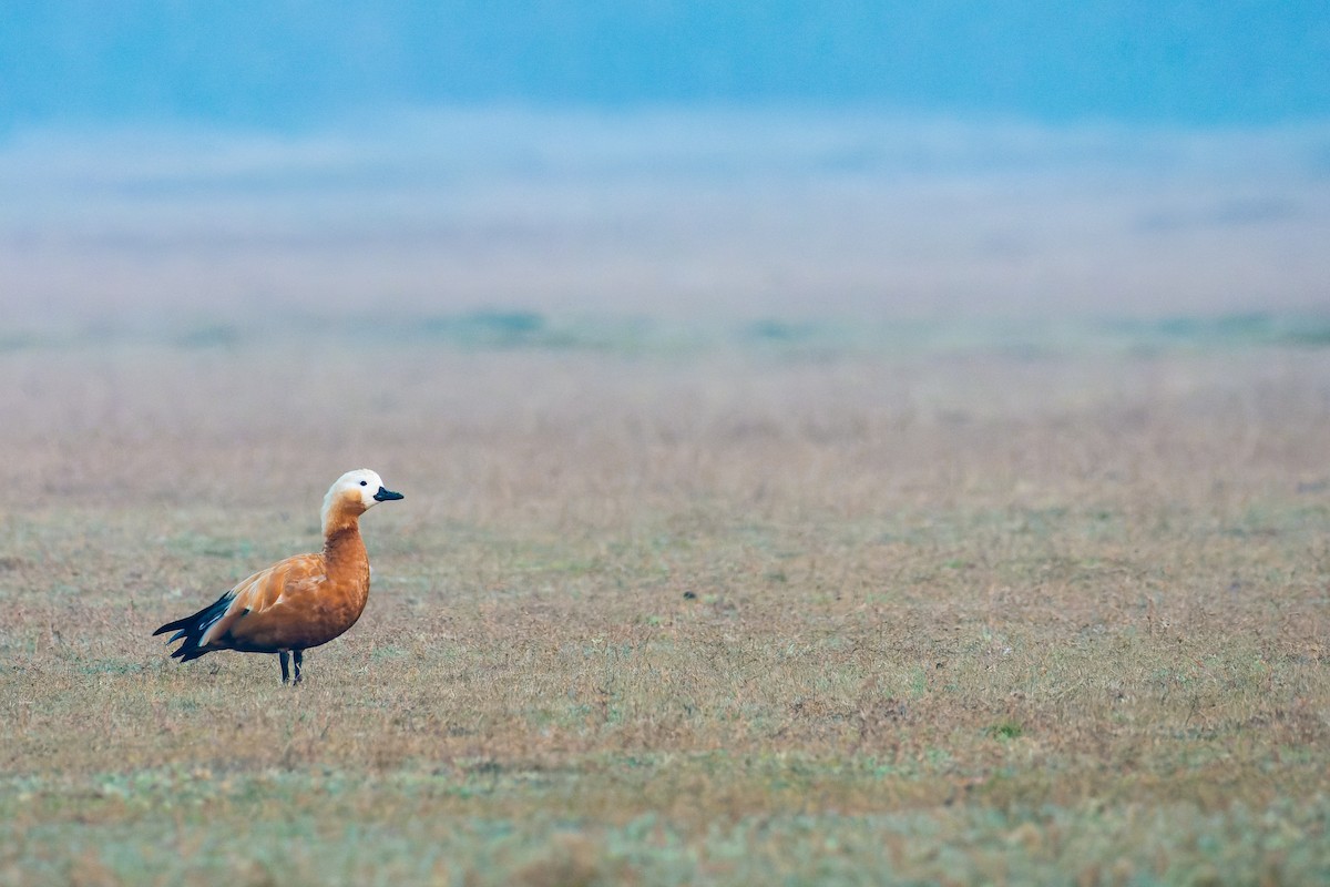 Ruddy Shelduck - ML620560473