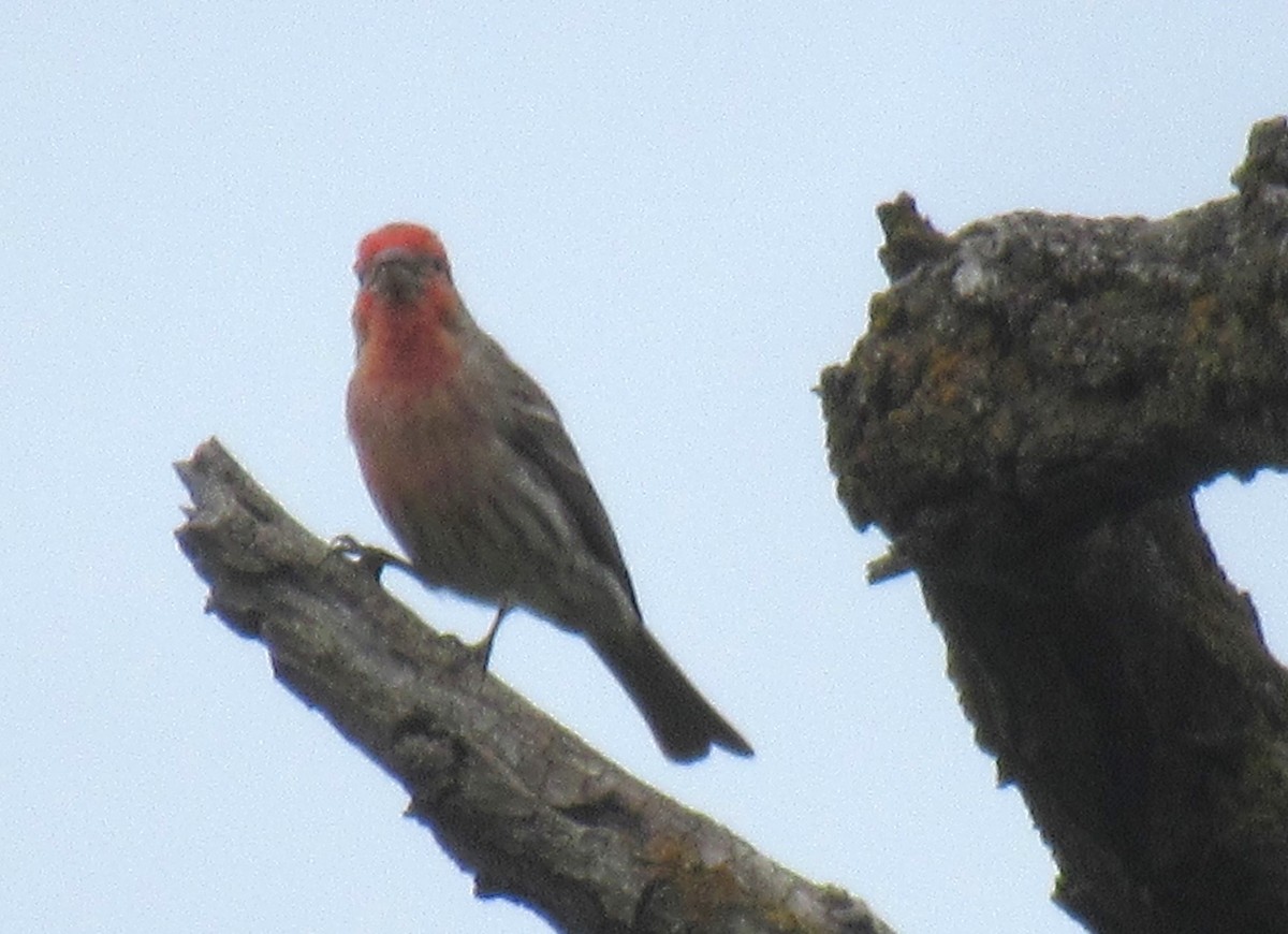 House Finch - ML620560476