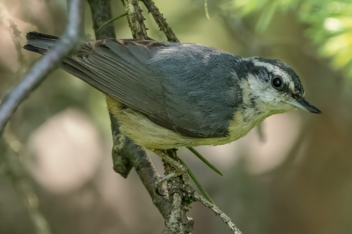 Red-breasted Nuthatch - ML620560477