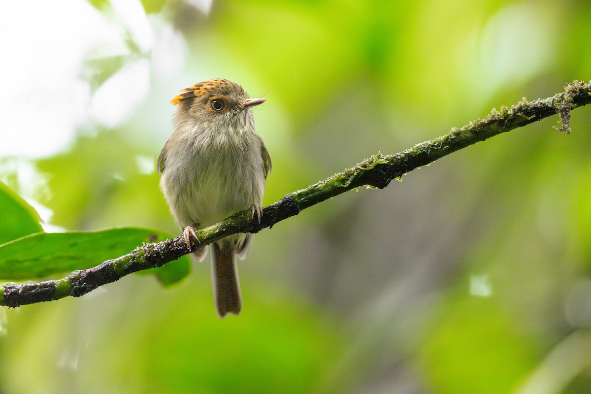 Scale-crested Pygmy-Tyrant - ML620560478