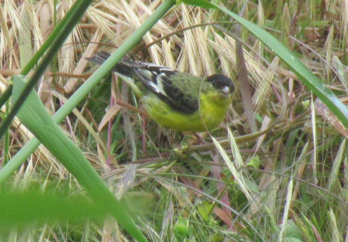 Lesser Goldfinch - ML620560481