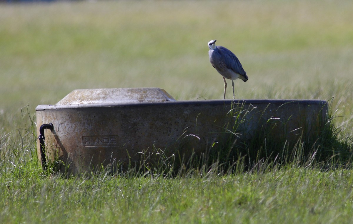 White-faced Heron - ML620560485