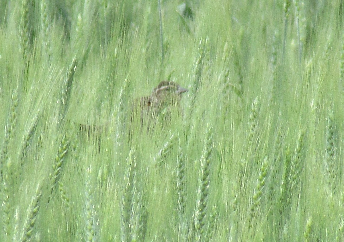 Song Sparrow - ML620560487