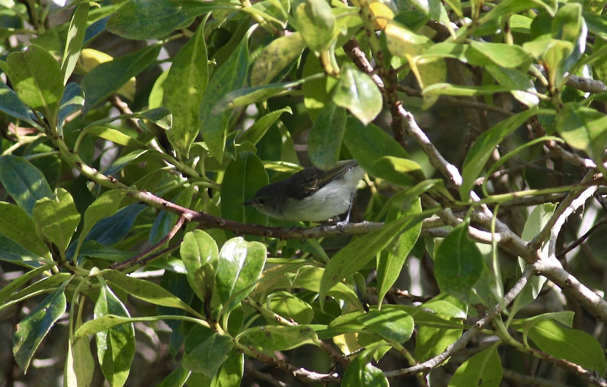 Gray Gerygone - ML620560490