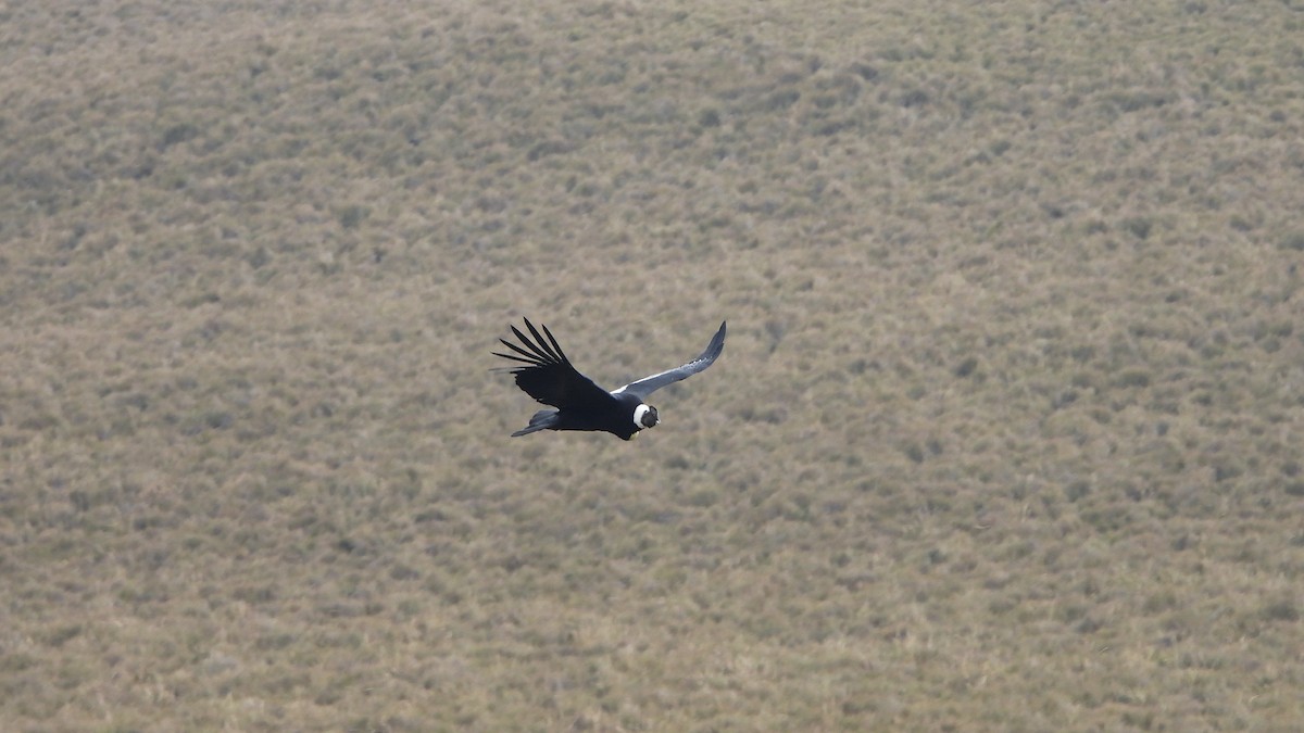 Condor des Andes - ML620560491