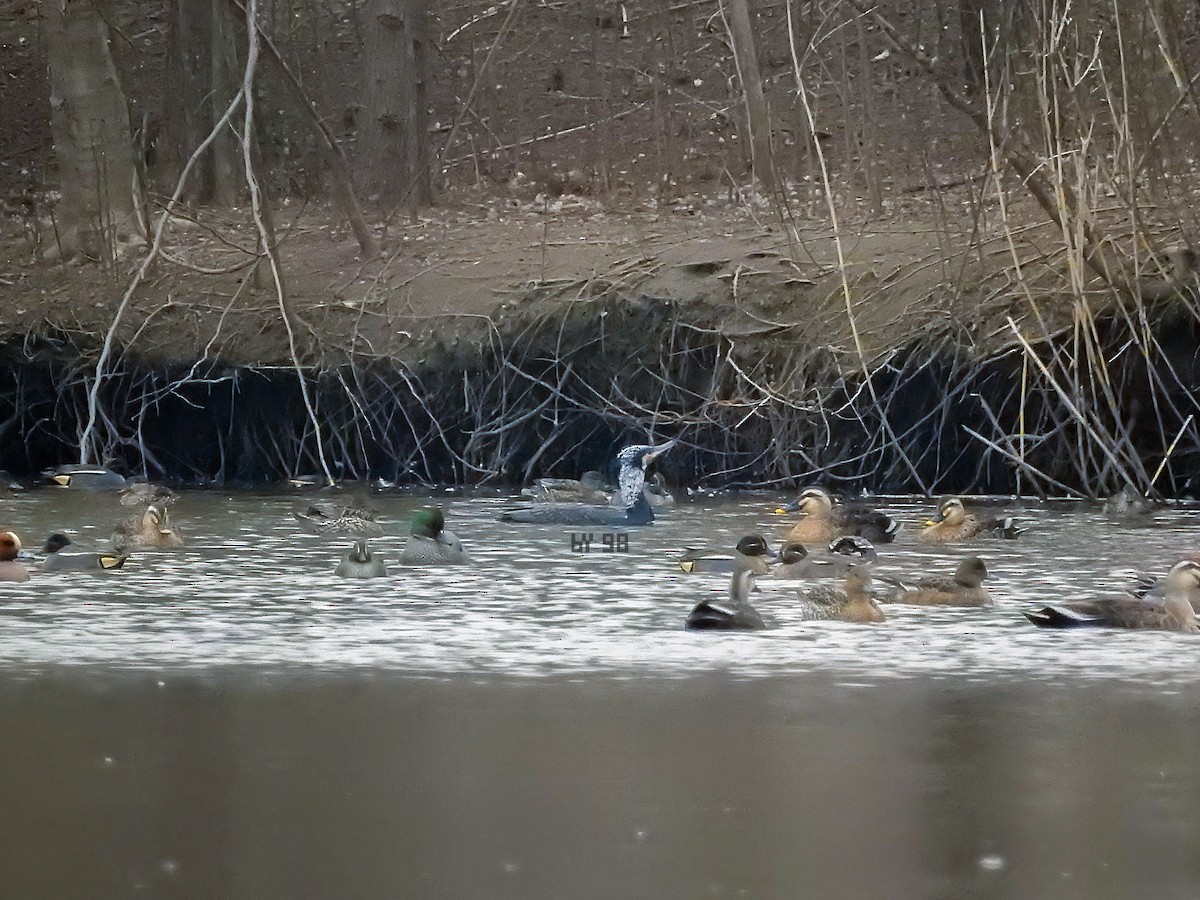 Great Cormorant - ML620560492