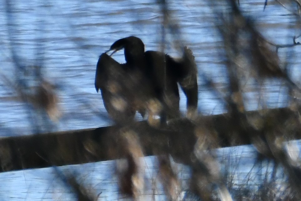 Australasian Darter - Chris Munson