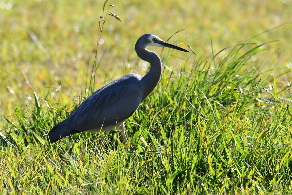 White-faced Heron - ML620560498