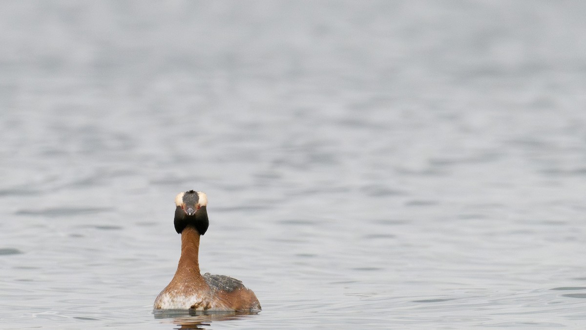 Horned Grebe - ML620560500