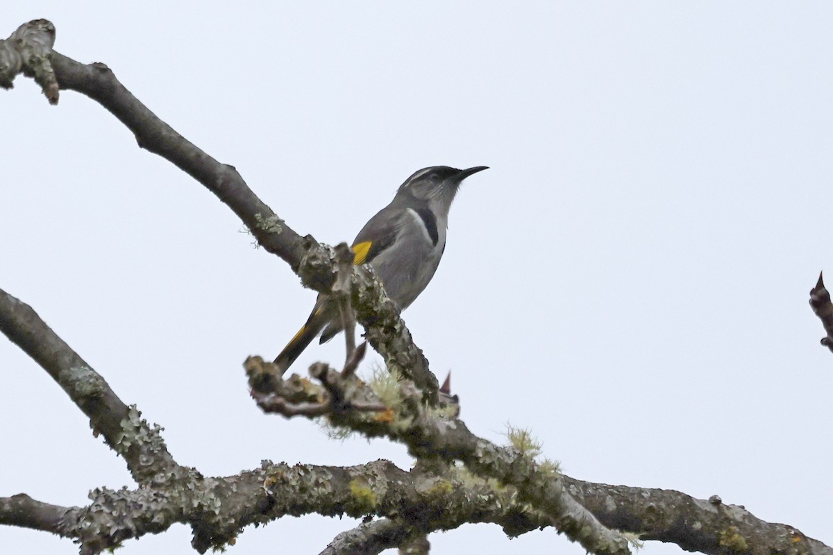 Crescent Honeyeater - ML620560501