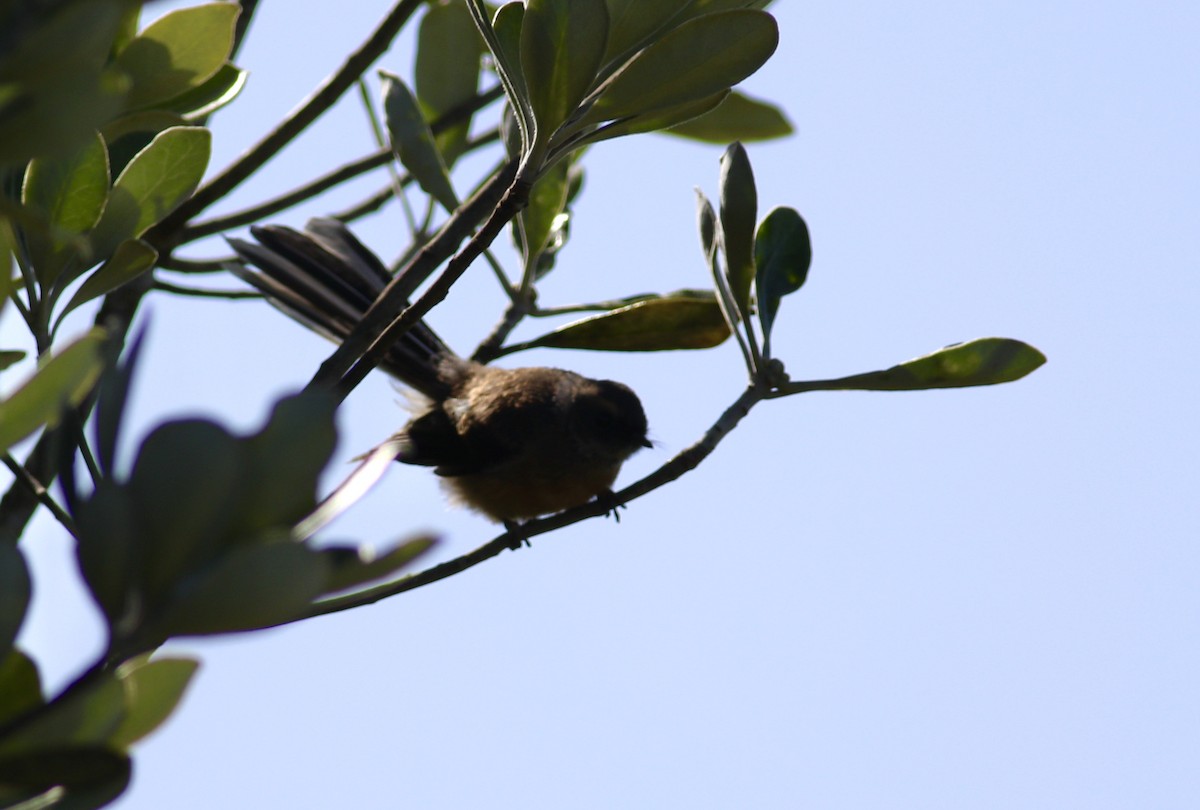 New Zealand Fantail - ML620560502