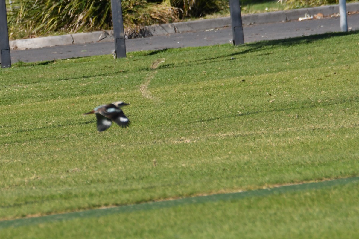 Laughing Kookaburra - ML620560506