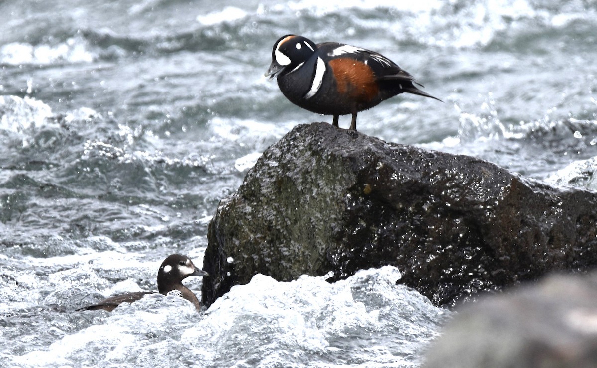 Harlequin Duck - ML620560507