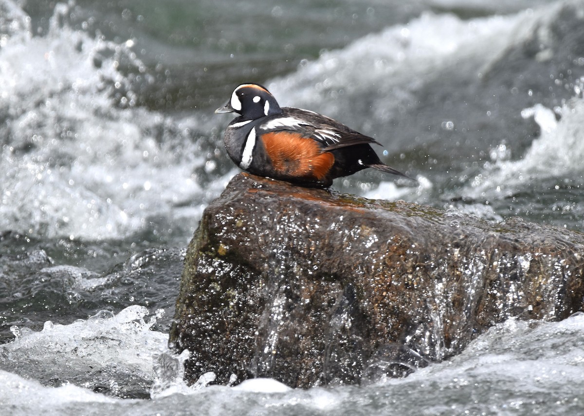 Harlequin Duck - ML620560510