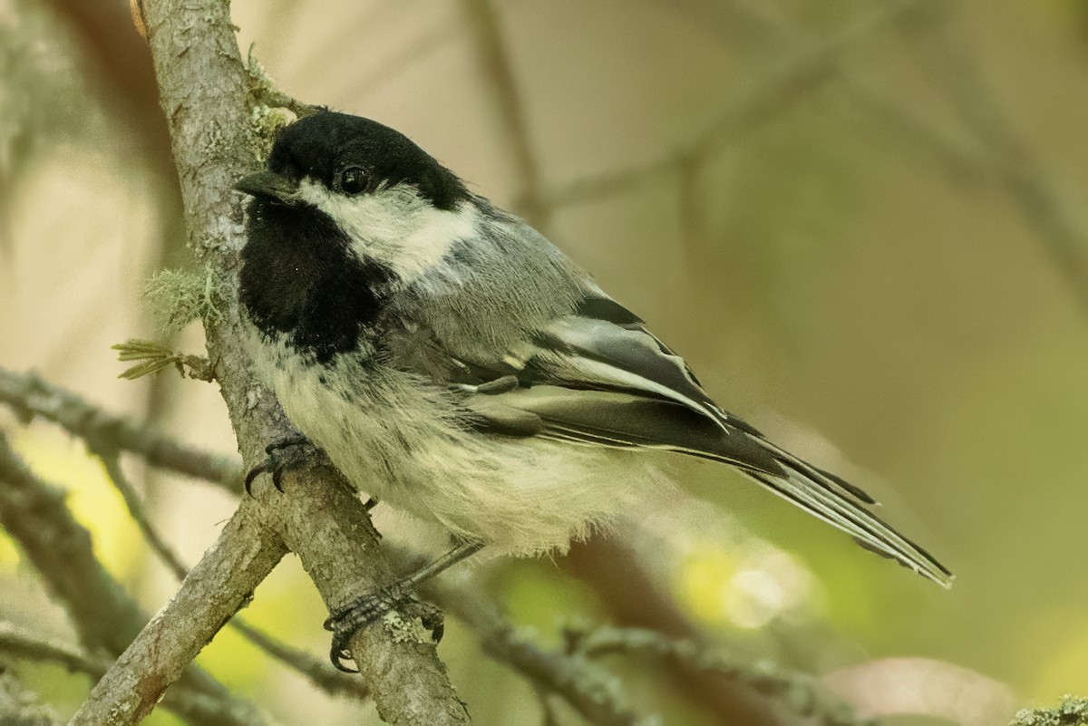 Black-capped Chickadee - Scott Young