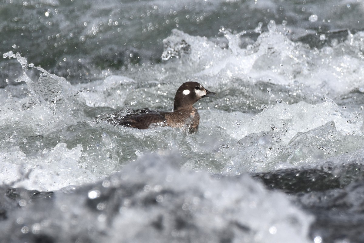 Harlequin Duck - ML620560512