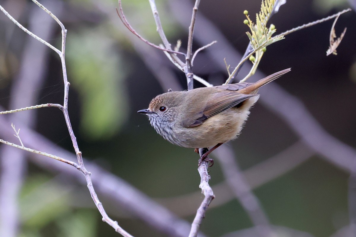 Brown Thornbill - ML620560516