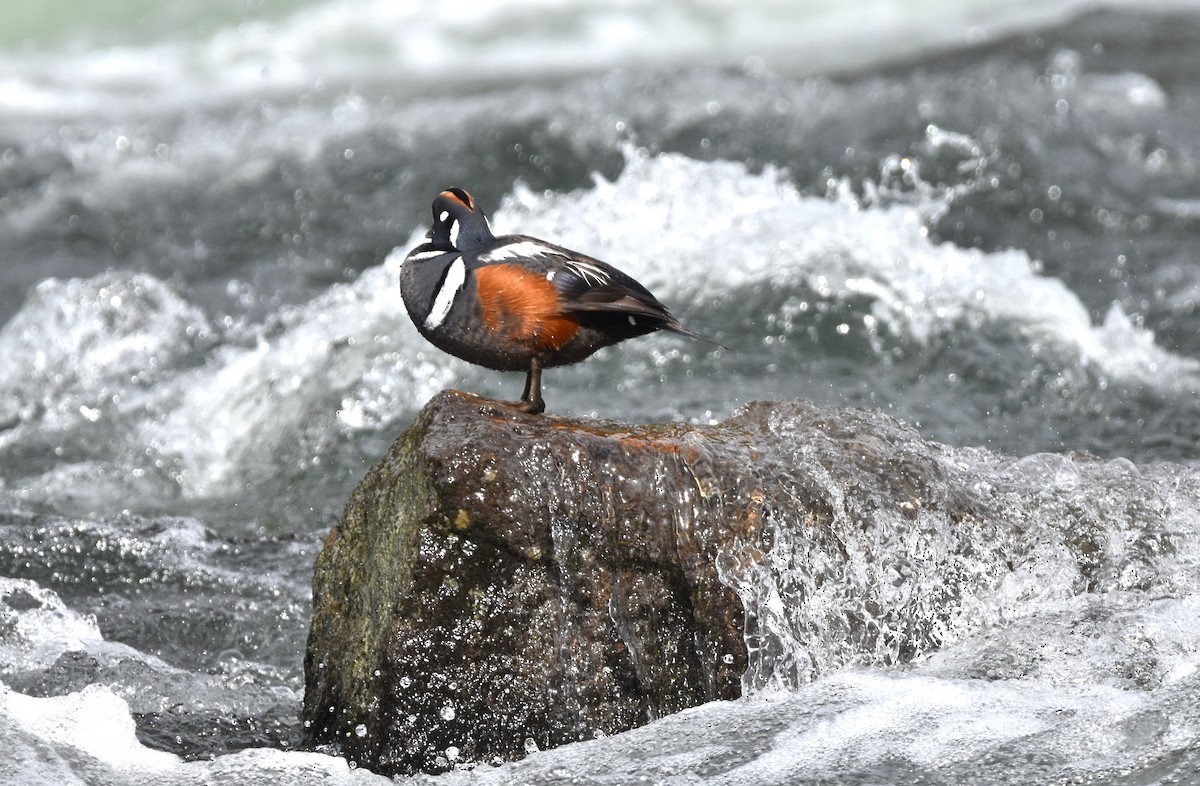 Harlequin Duck - ML620560518